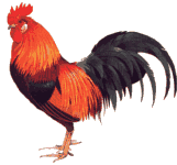 Bon Mardi Coq10