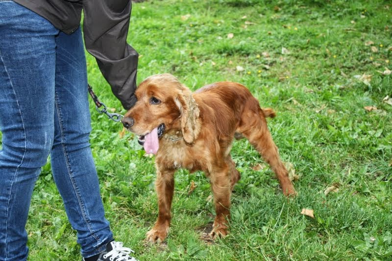 BECKHAM - cocker spaniel 8 ans - Animal sans Toi...t à Grace Hollogne (Belgique) Img_2313