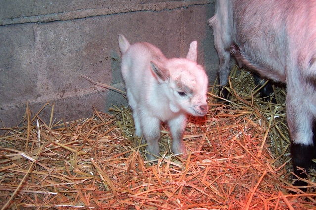 poupette a eu son bébé Poupe113