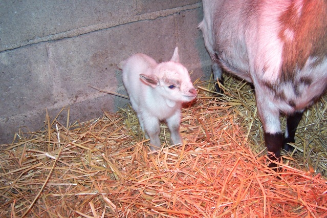 poupette a eu son bébé Poupe114