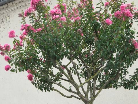 Identification Arbre à Fleur Rose