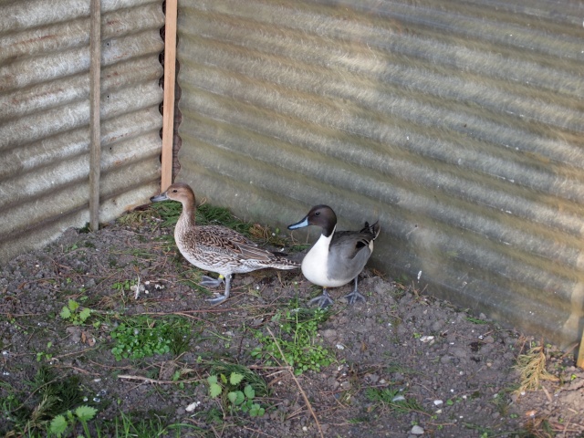 concours photo : un pilet - Page 3 P1010610