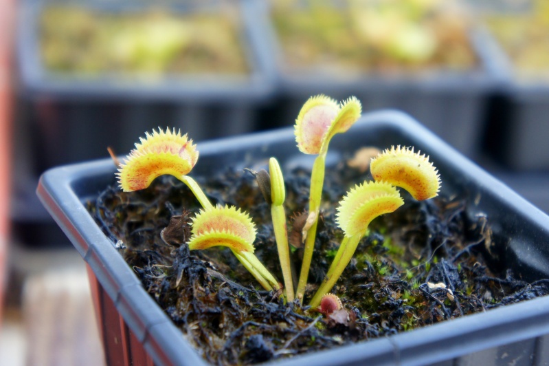 Différencier Dionaea Muscipula 'Spotty' et 'Scarlatine' 210