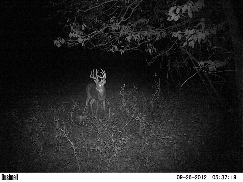 I think this will do (Deer Pic) Pict0910