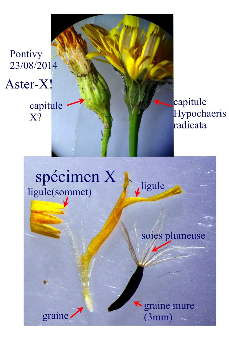 Aster-X?=[Leontodon taraxacoides] Aster-10