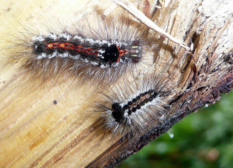 Chenille à identifier : Euproctis similis P1070516