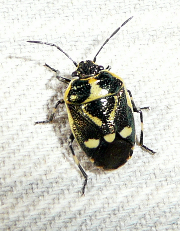 Eurydema jaune et noire P1070717