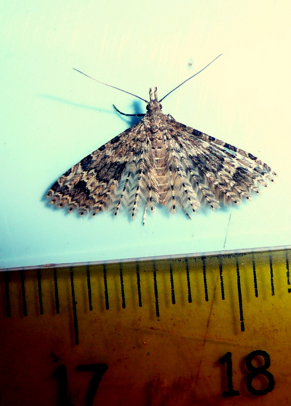[Alucita hexadactyla] Papillon à plumes! P1070813