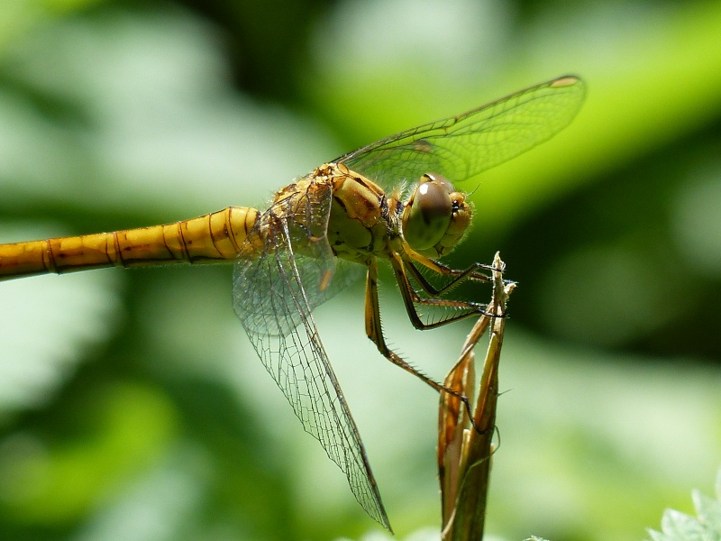 [Sympetrum meridionale] ID sympétrum P1020310