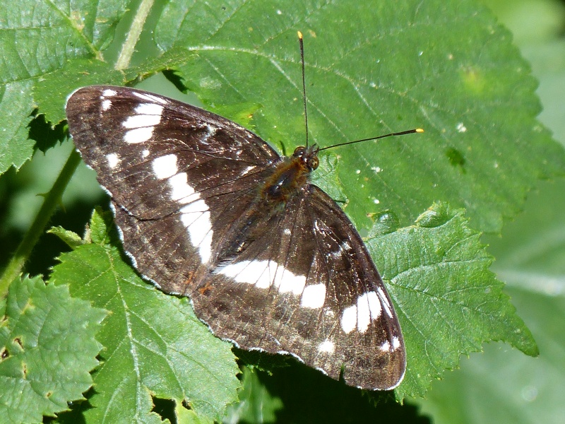 Limenitis camilla P1020612