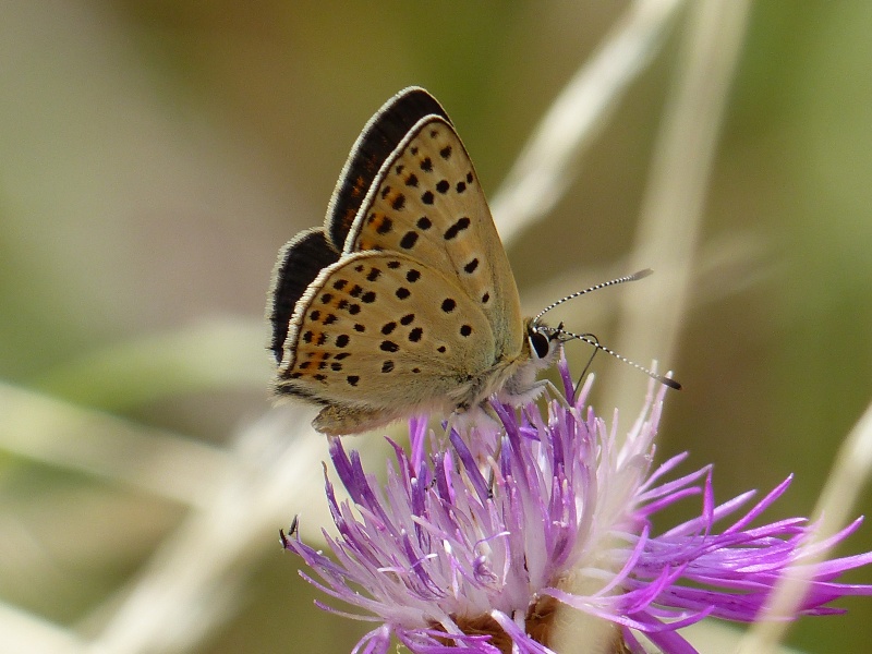  Lycaena tityrus P1030413