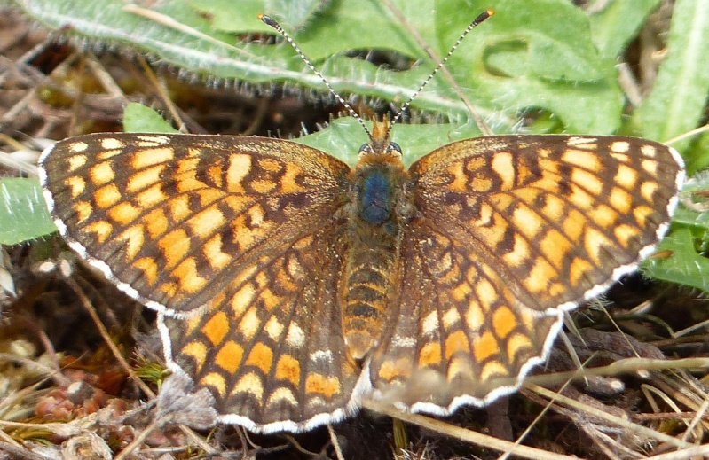 [Melitaea phoebe] Mélitée des centaurées au barrage d'Arzal ? P1030512