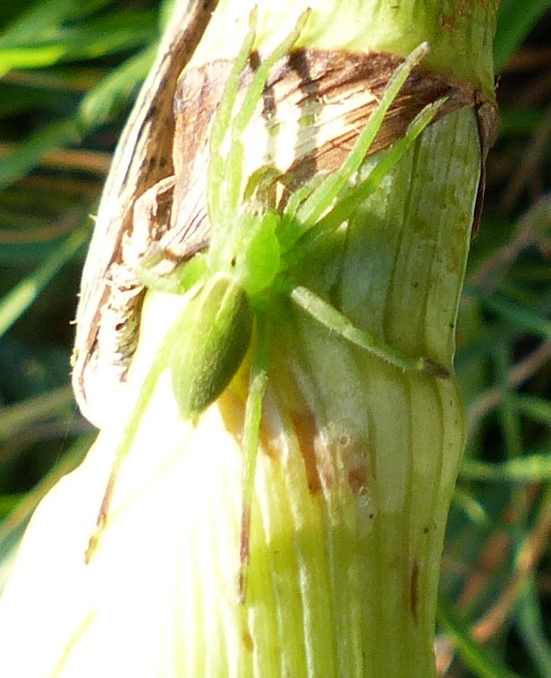 Micrommata ligurina ? P1050711