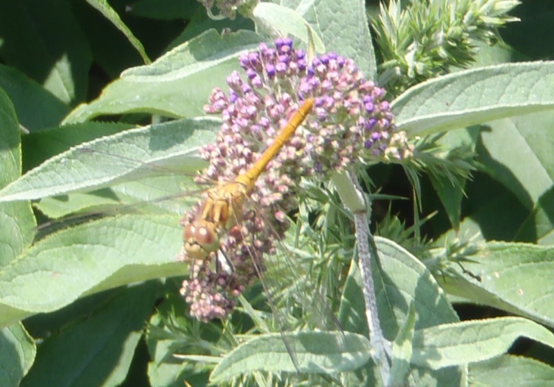 [Libellula dpressa & Sympetrum meridionale] ile de Batz P7100213