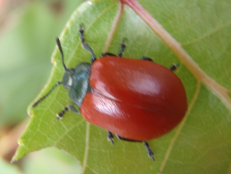 Chrysomela populi P7230110