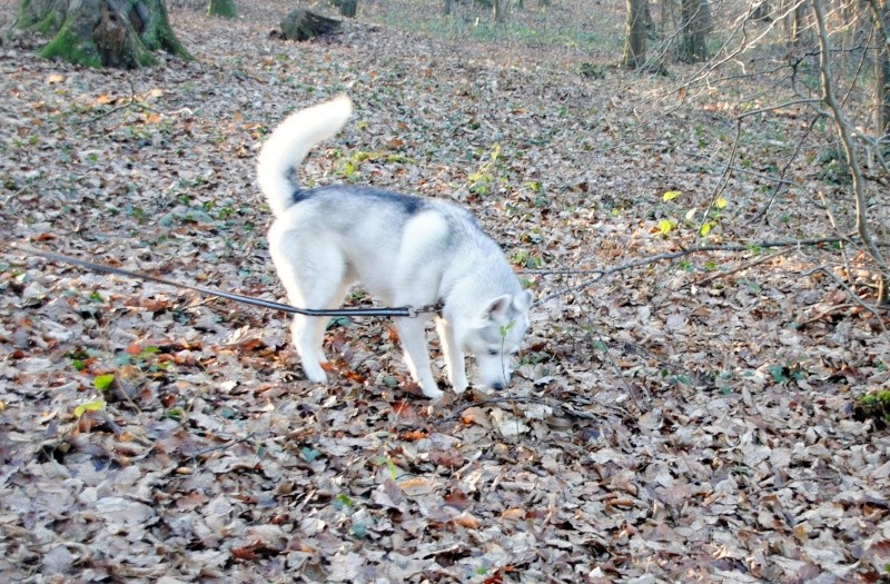 DRAKO HUSKY MALE 7ans pas de congénères REFU27 Drako_17