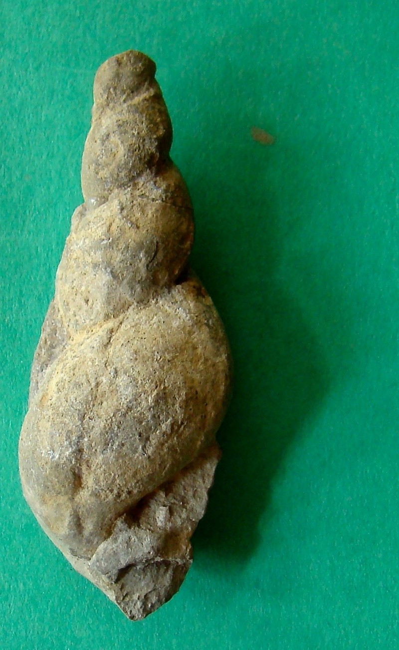 Mollusque Dsc01212