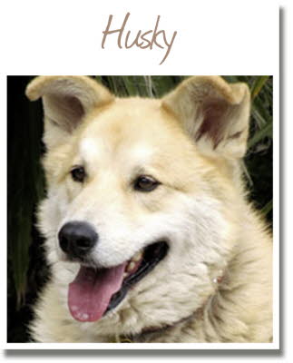 Husky- Mix Husky Db_00410