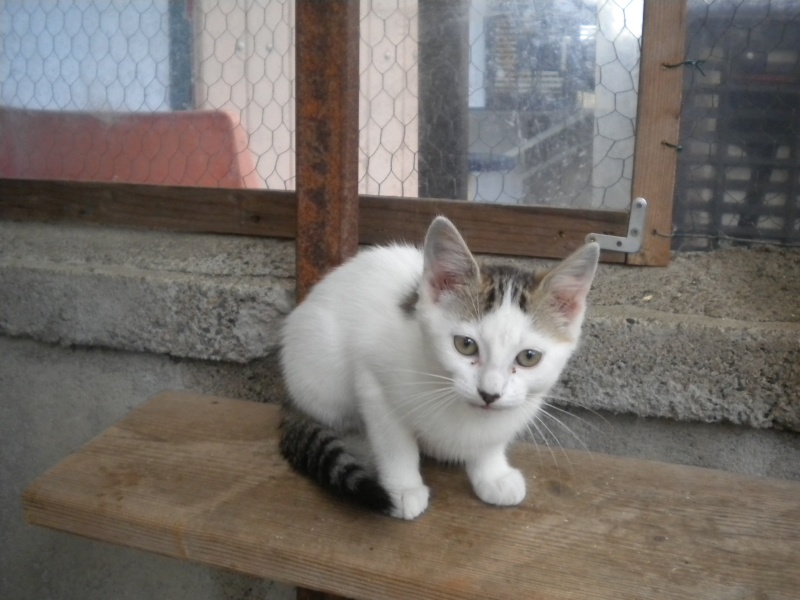 CRUMBLE (chaton femelle blanche tigrée) Sos_an22