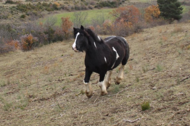 ECHNA DU COUAR 10600510