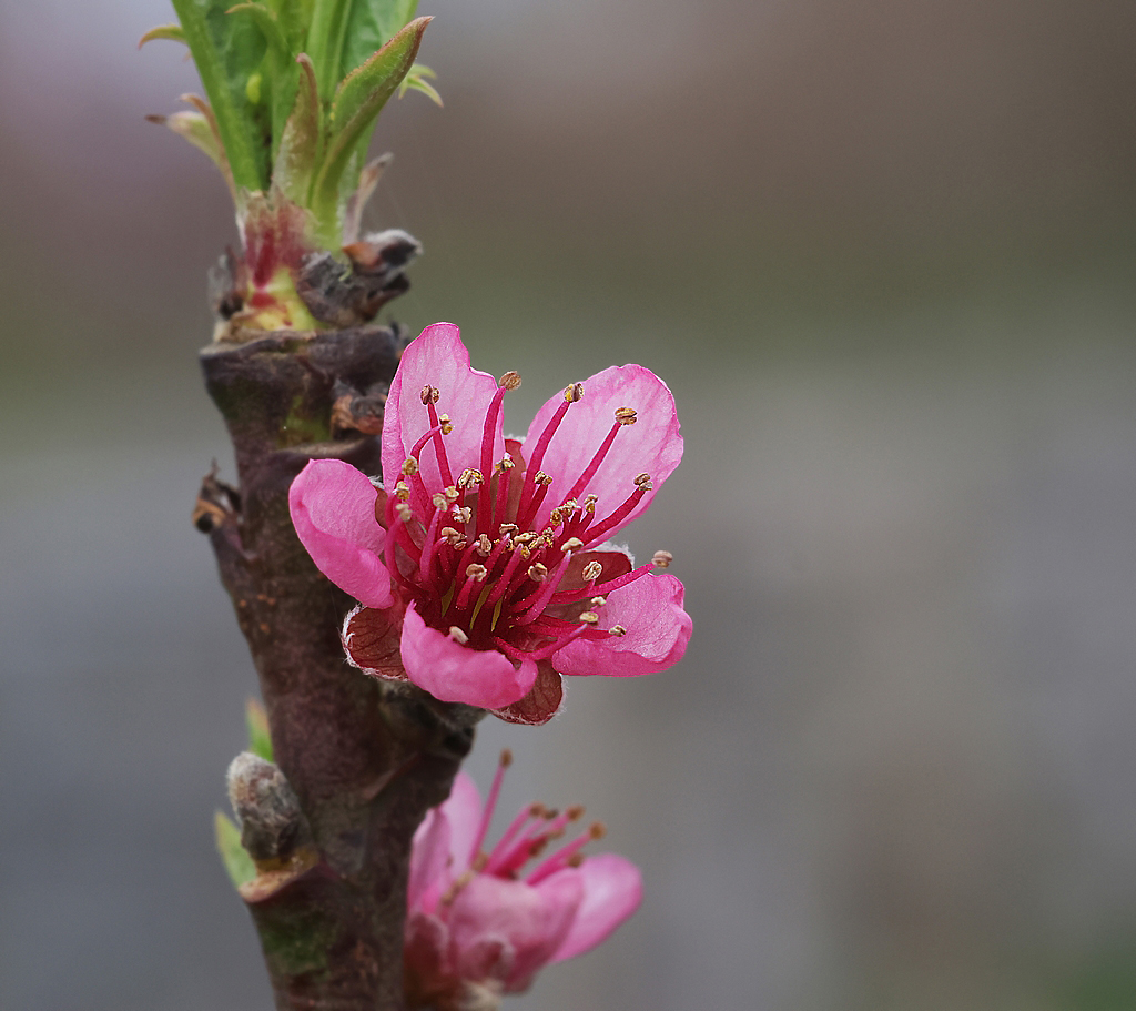 Mercredi 20 mars le jour du printemps Copie_68