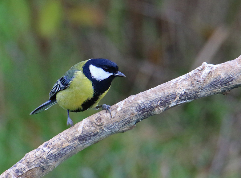 Oiseaux du jardin Re_7d214