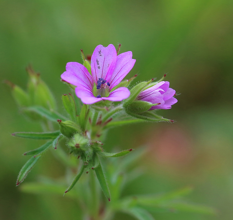 Quelques fleurs de printemps Re_7d300