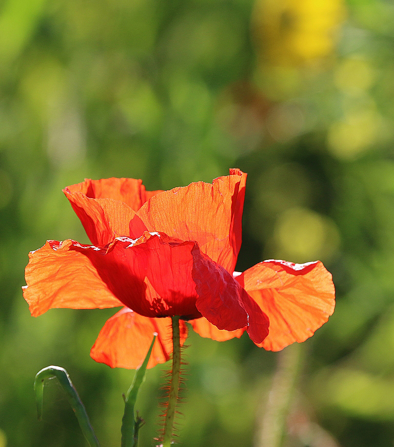 Coquelicots Re_7dm24