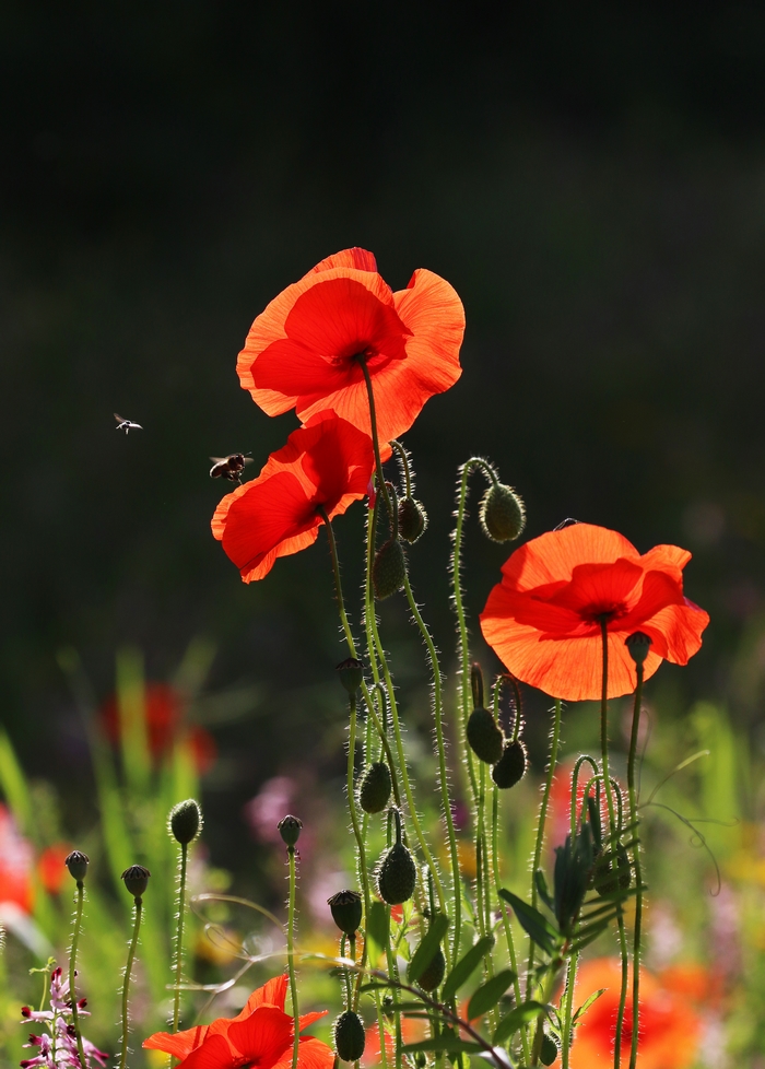 Coquelicots Re_7dm37