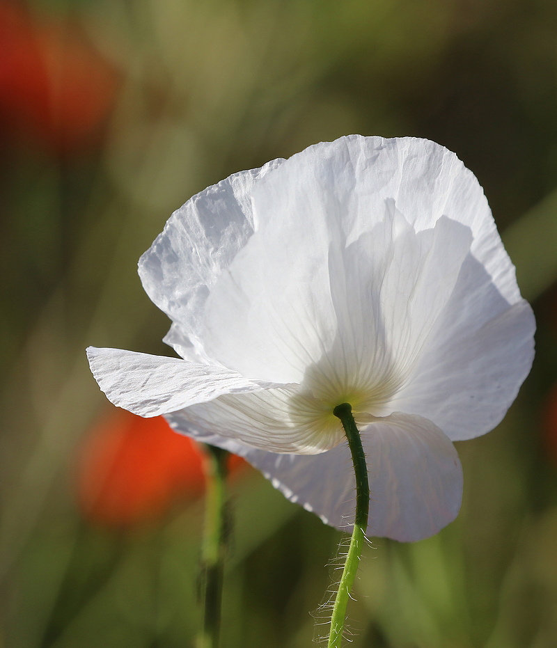 Coquelicots Re_7dm39