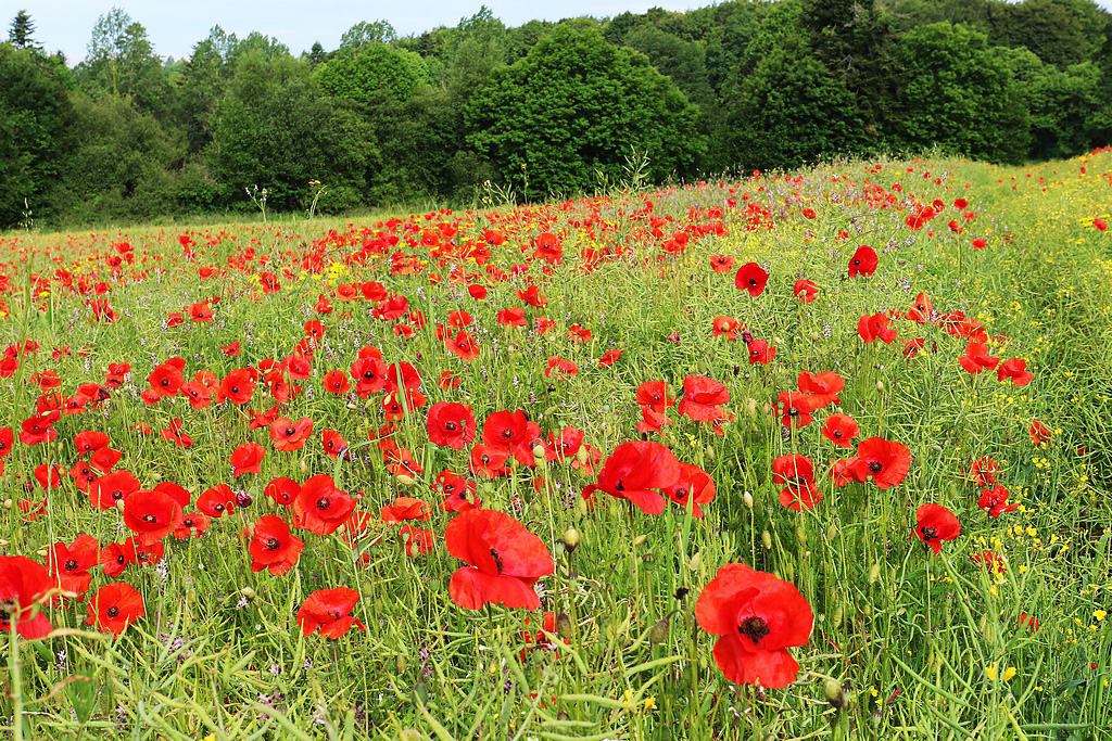 Coquelicots Re_7dm48