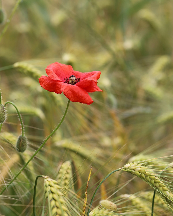 Coquelicots - Page 2 Ret_5111