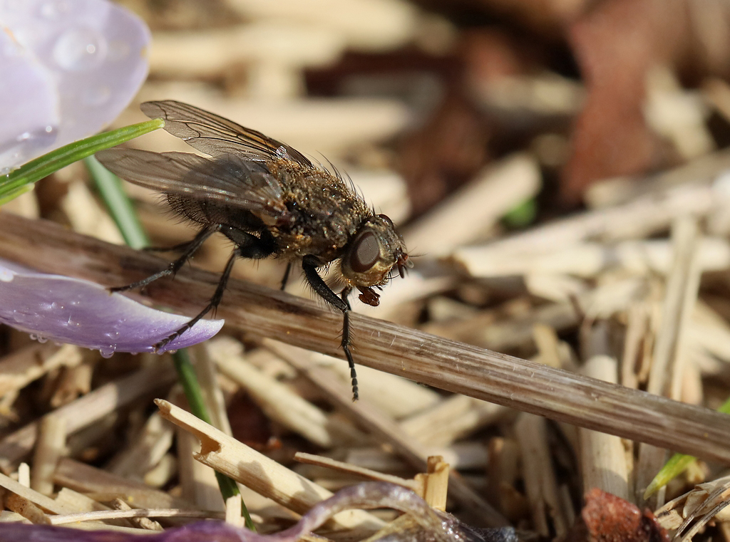 Premiers insectes de la saison Rp_06011