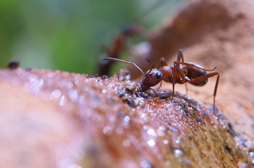 Quelques fourmis Rp_14810