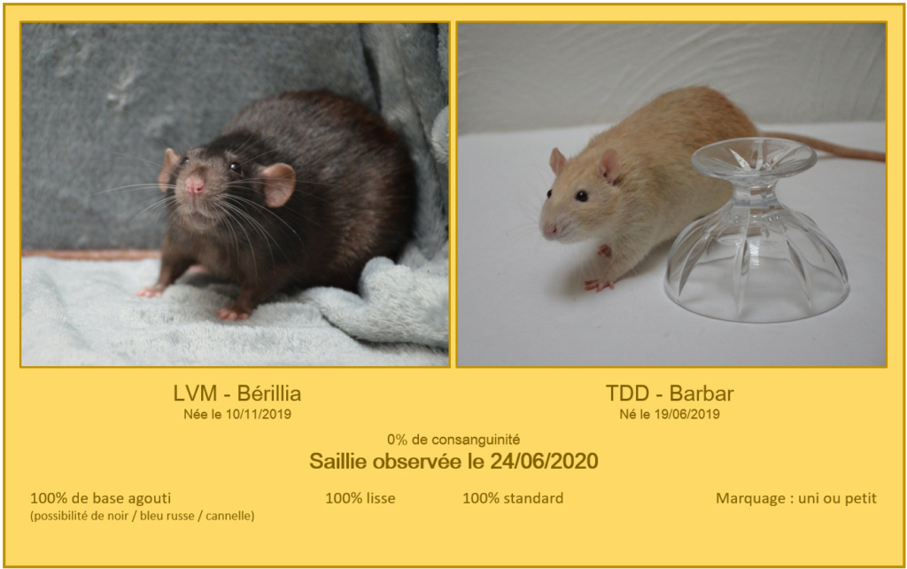 PDD TANA5 - LVM Berilia x TDD Barbar Sailli10
