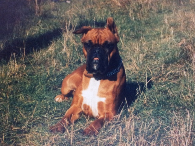 Mon chien a la langue qui sort ... 20140514