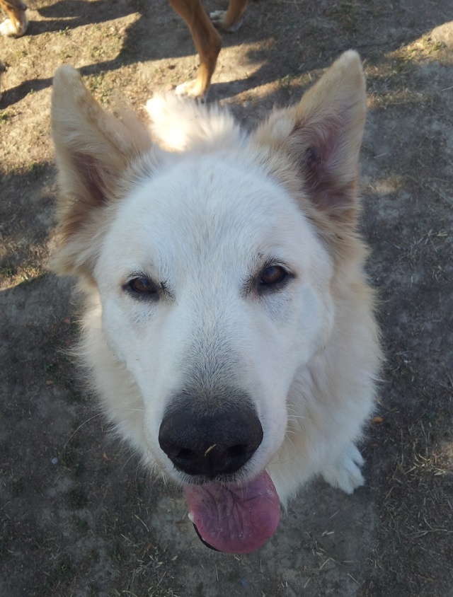 questions sur le berger blanc suisse 20140919