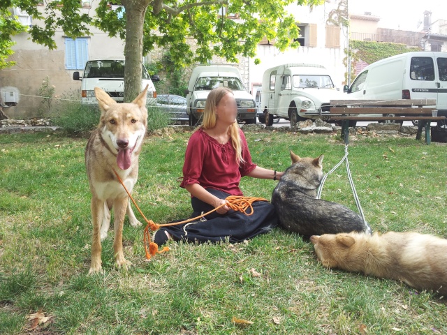 reportage photo "animation chiens-loups" Forum510