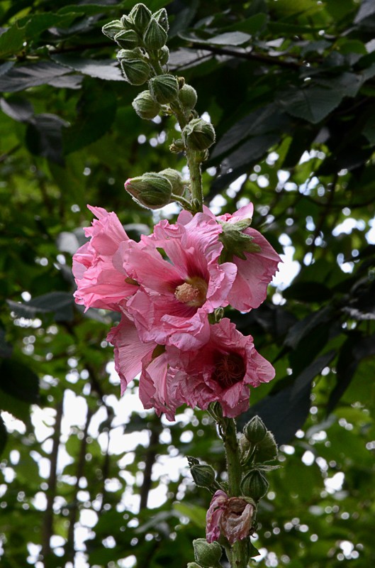 Rose trémière - Alcea rosea Dsc_0820