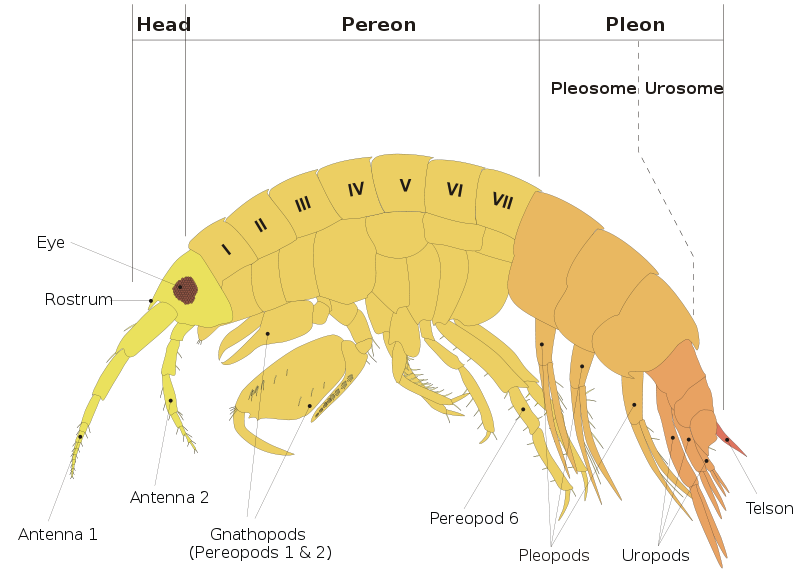 amphipods 800px-10