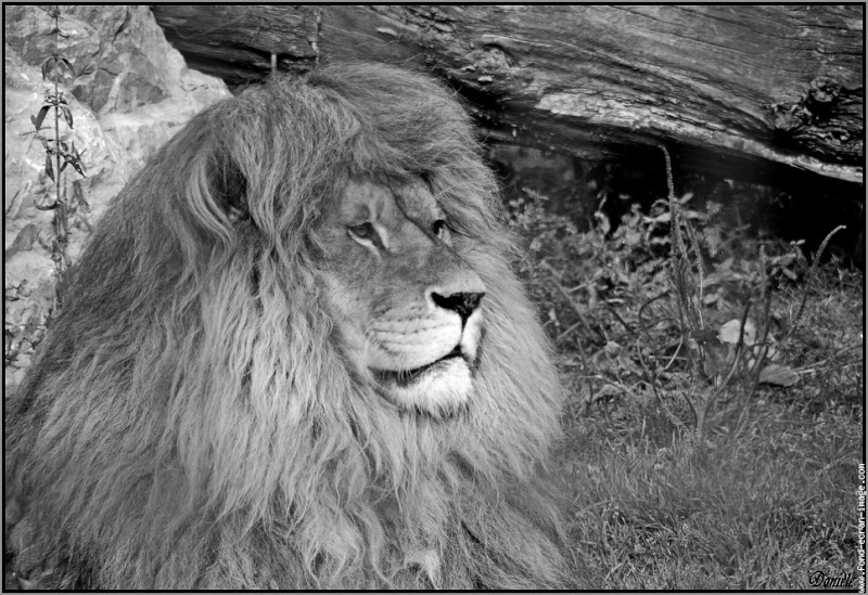 PHOTOS - noir et blanc (tous sujets) - Page 5 Lion-e10