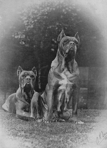 dogue de bordeaux 1902 190210