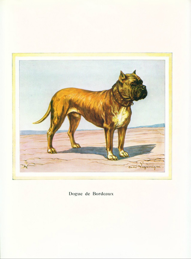 RARE Dog Print 1934 Dogue de Bordeaux Limited Edition Print from France 193410