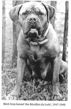 bitch dogue de bordeaux 1947-48 1947_410
