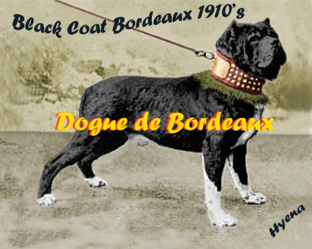 foto storica di un dogue de bordeaux Bordea12