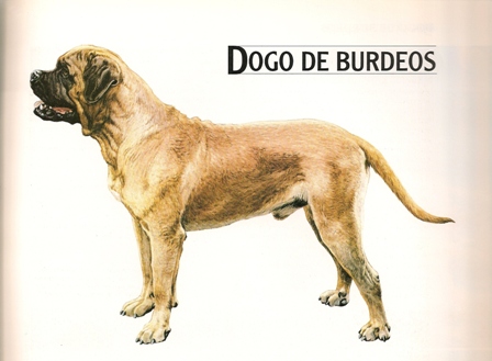 DOGO DE BURDEOS 1961 Dogo_d10
