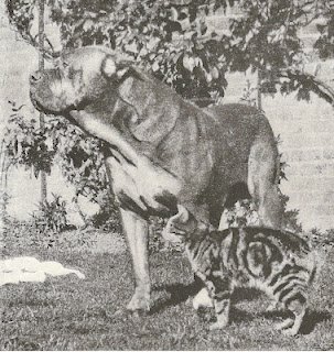 Dogue de bordeaux 1901 BELLE FOTO Dogue_14