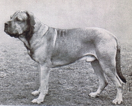 old fashion dogge de bordeaux 1966 Old_fa10