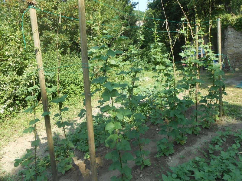 le jardin au 15 juillet et début aout début septembre Jardin16