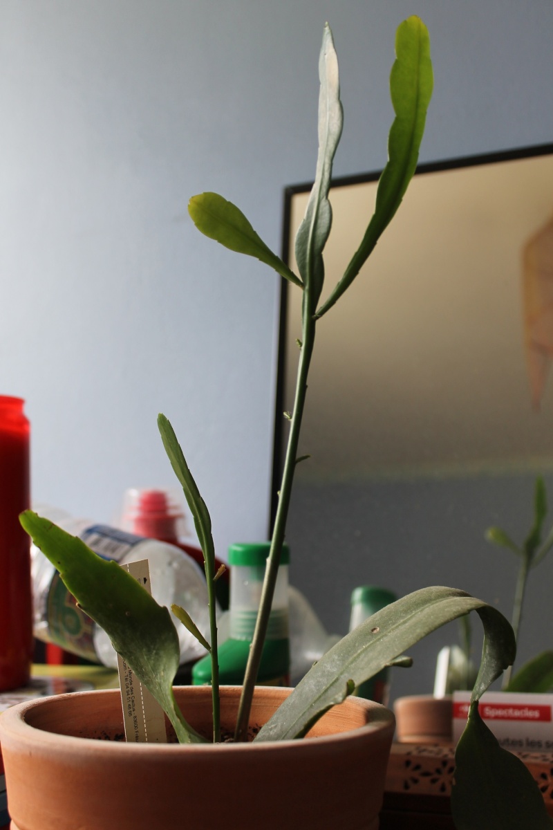 Mon Epiphyllum oxypetalum,....suite! - Page 2 10_jui10